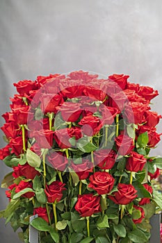 Fresh, natural red roses with green leaves. background. vertical photo