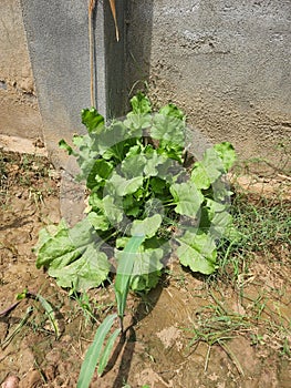 Fresh Natural spinach Plant leaf ,Green  grass.  Concrete wall