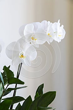 Fresh natural white orchid flower with a green leaves in vase