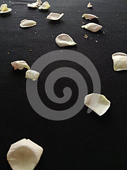 Fresh natural white rese flower leaves in a white background