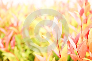 Fresh nature background, Closeup nature view of red leaf and green leaf on blurred greenery background in garden with copy space