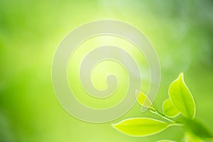 Fresh nature green leaf under sunlight on blurred and bokeh background