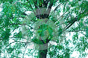 Fresh Neem fruit on tree with leaf on nature background. A leaves of neem tree and fruits growing natural medicinal