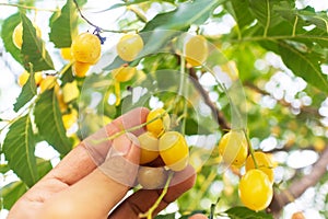 Fresh Neem fruit on tree with leaf on nature background. A leaves of neem tree and fruits growing natural medicinal.