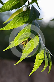 Fresh Neem leaves