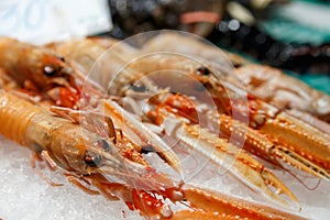 Fresh Nephrops from a market