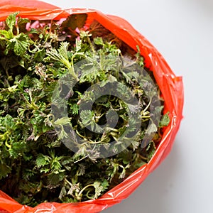 Fresh nettle leaves in a red plastic bag
