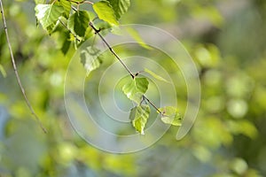 Fresh new birch leaves on a tree on a sunny spring day