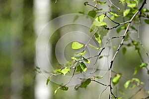 Fresh new birch leaves on a tree on a sunny spring day