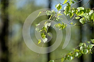 Fresh new birch leaves on a tree on a sunny spring day