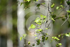 Fresh new birch leaves on a tree on a sunny spring day