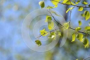 Fresh new birch leaves on a tree on a sunny spring day