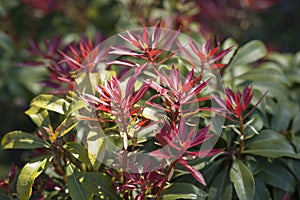 Fresh new bright red spring growth of Pieris japonica