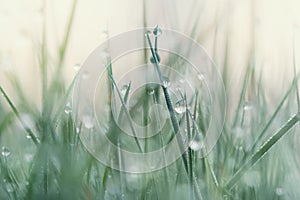 spring morning dew on new grass blades photo