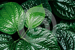 Wild betel leaf bush or Piper sarmentosum - Green Heart shaped leaves photo
