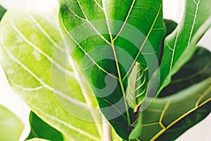 Fresh new green leaves growing from Ficus Lyrata fig tree, close up. Beautiful fiddle leaf tree leaves on sunny background.