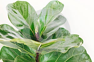 Fresh new green leaves growing from Ficus Lyrata fig tree, close up. Beautiful fiddle leaf tree leaves on sunny background.