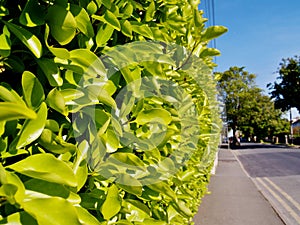 Fresh new green leaves of leafy hedge in an irish town