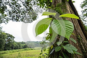 Fresh New Leaf on Teak Tree