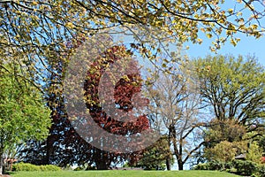 Fresh new leaves brighten from spring sunshine in a park