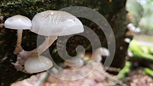 Mushrooms growing on a tree