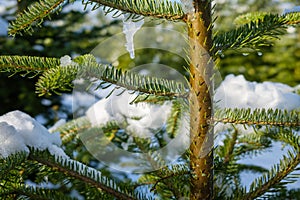 Fresh new needles growing from a small fir tree in winter. Branches are covered with snow and ice on a sunny day. Close-up macro