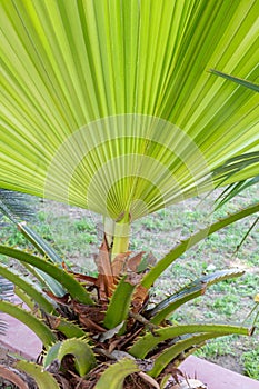 Fresh new palm leaf growing on palm plant