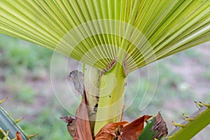 Fresh new palm leaf growing on palm plant