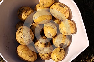 Fresh new potatoes just dug up from the soil lying in a white bowl ready to be cooked