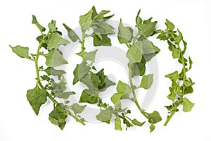 Fresh New Zealand spinach sprouts on white background isolated