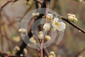 Fresh, newly emerged flower buds