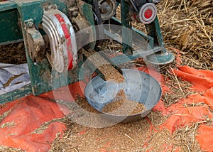 Fresh newly harvested wheat grains falling from thresher machine in the fields. selective focus