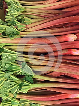 Fresh newly picked red rhubarb stalks