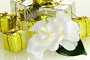 Fresh nice camellia with leaf and few gift boxes