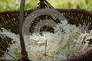Fresh nigra sambucus, Black Elder Flowers in a old wooden basket.