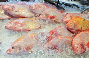 Fresh Nile tiapia in the Market. Oreochromis niloticus-mossambicus