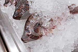 Fresh Nile tilapia, Cichlidae fish cover with ice in market