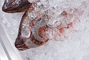 Fresh Nile tilapia, Cichlidae fish cover with ice in market