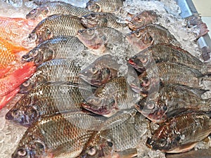 Fresh nile tilapia fish or mango fish or Oreochromis niloticus on iced stall