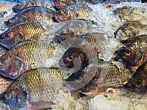 Fresh nile tilapia fish or mango fish or Oreochromis niloticus o