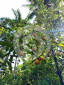 Fresh nutmeg fruit opens naturally on the tree