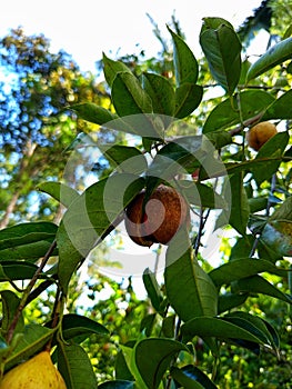 Fresh nutmeg fruit opens naturally on the tree
