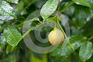 Fresh nutmeg hanging on tree photo