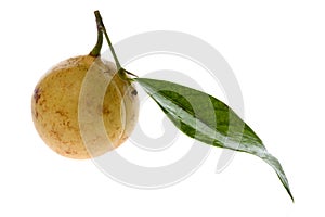 Fresh Nutmeg Isolated