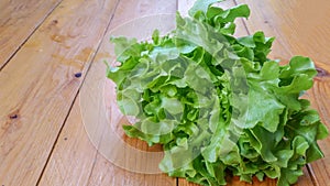 Fresh oak leaf lettuce