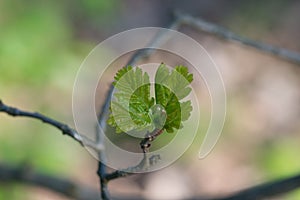 fresh oak leaves on twig closeup selective focus