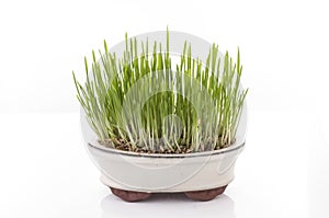 Fresh oat sprouts in bonsai pot.