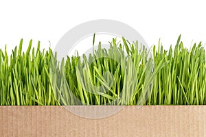 Fresh oat sprouts border in box