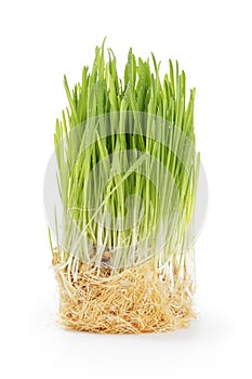Fresh oat sprouts with water drops