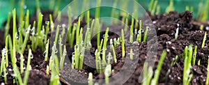 Fresh oat sprouts with water drops, close up. Young sprouts of